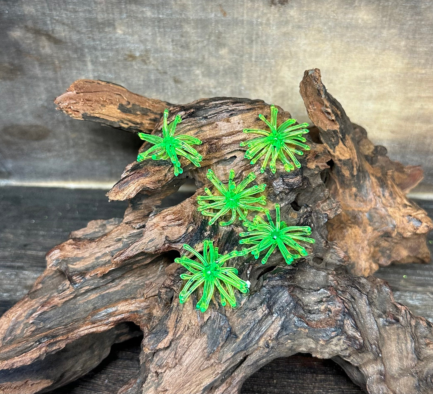 1.25” Fuzzy Urchin