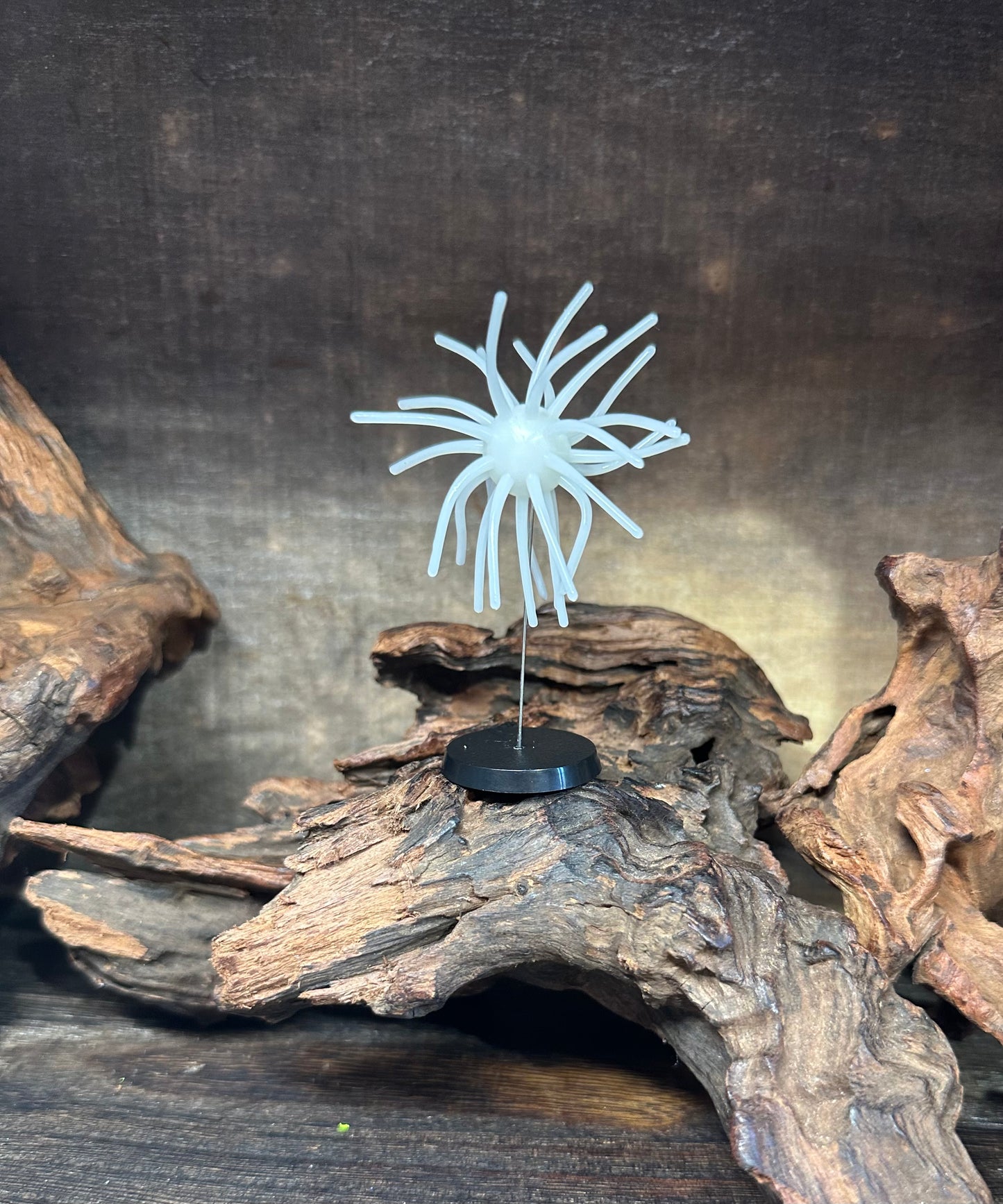2.5” Fuzzy Urchin 5/8” Body