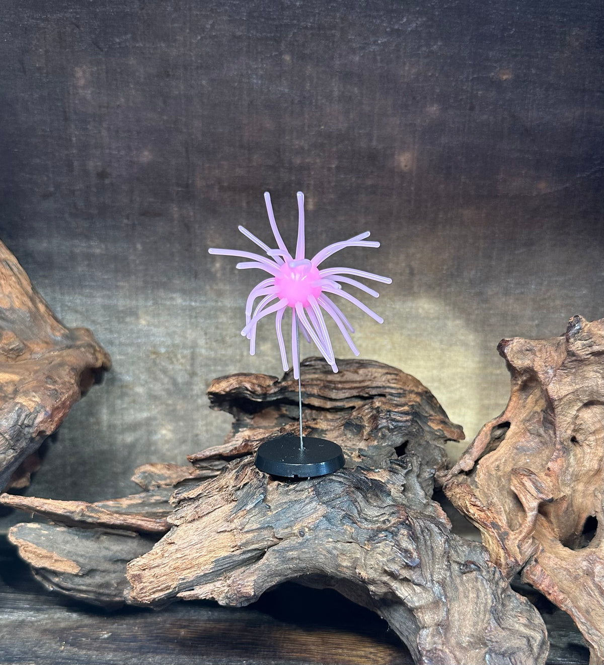 2.5” Fuzzy Urchin 5/8” Body