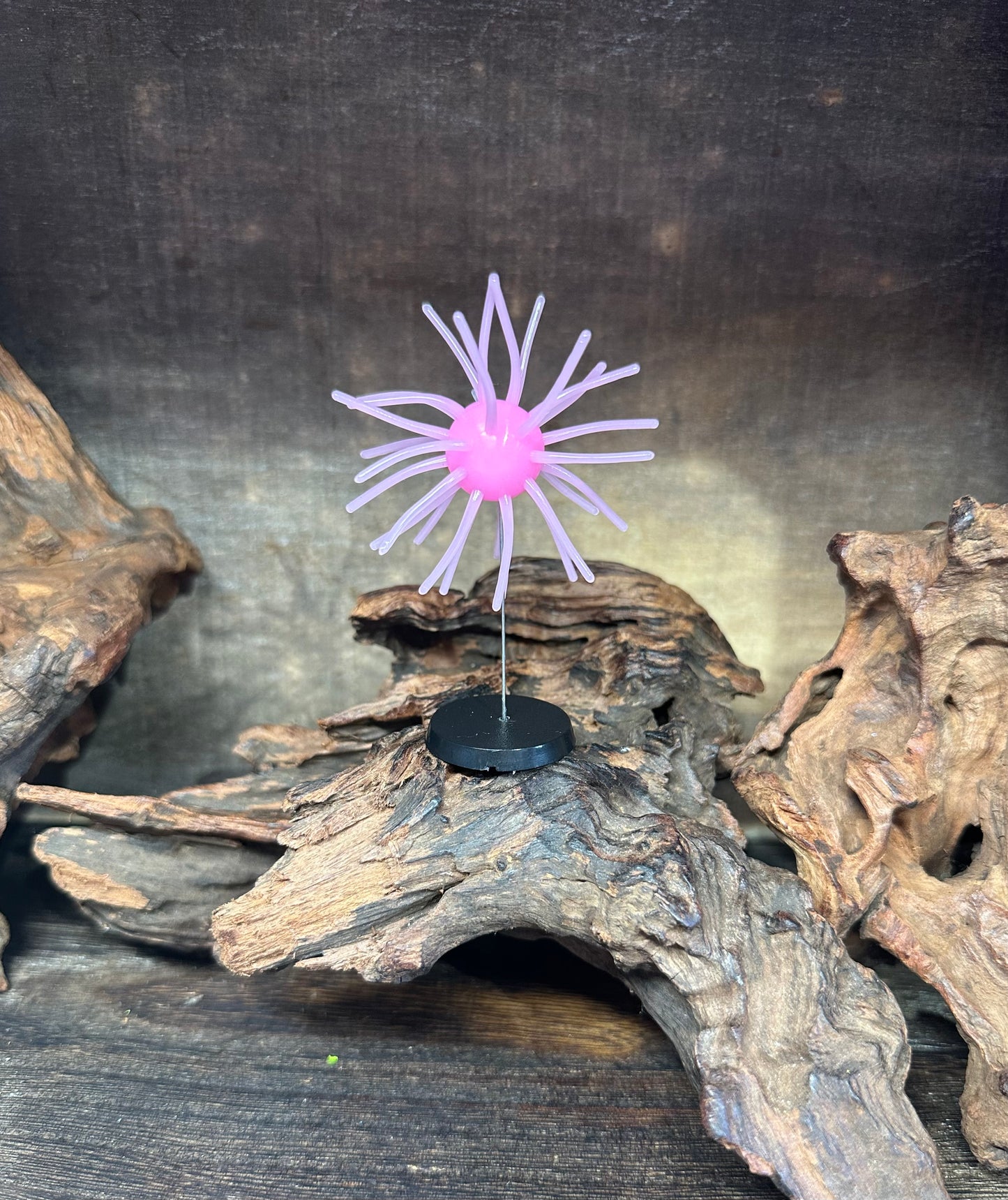 2.5” Fuzzy Urchin 3/4” Body