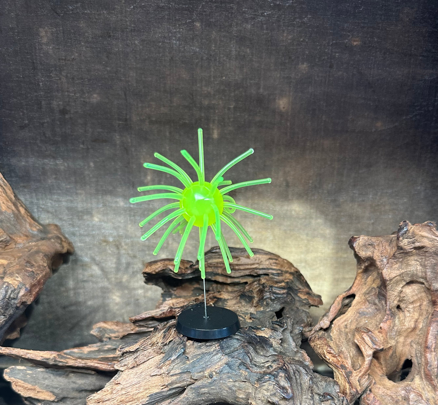 2.5” Fuzzy Urchin 3/4” Body