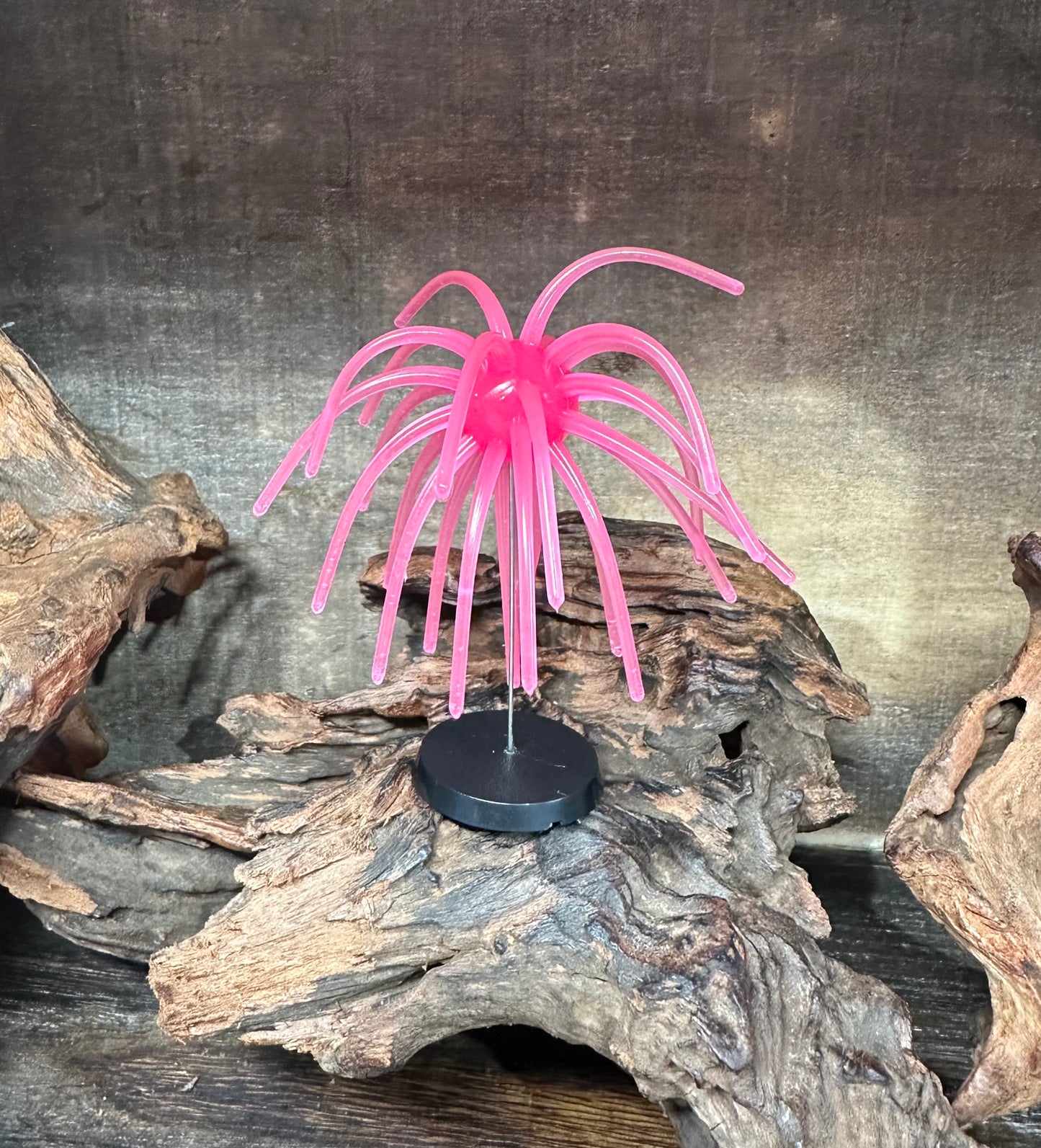 4” Fuzzy Urchin 3/4” Body