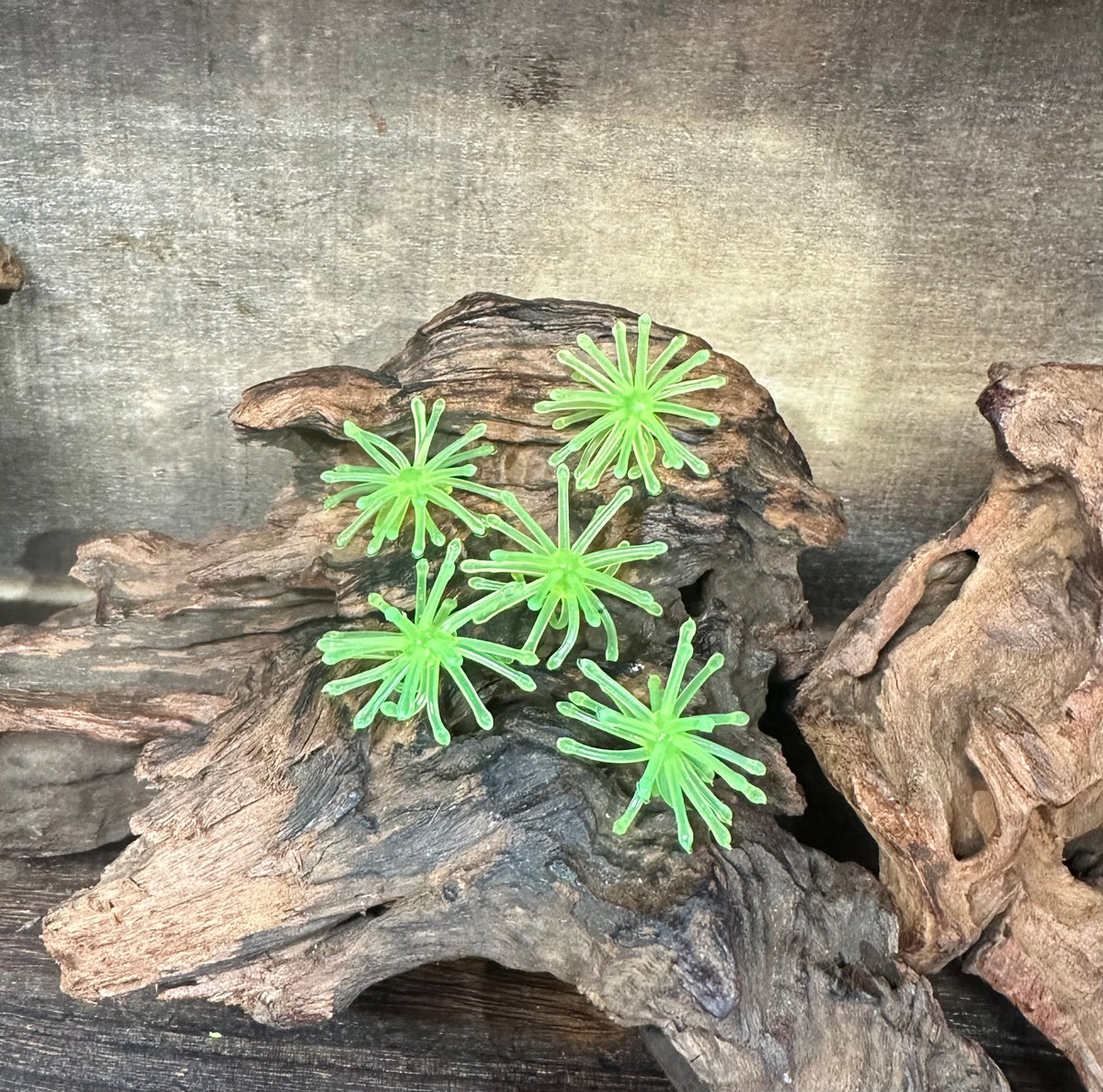 1.25” Fuzzy Urchin