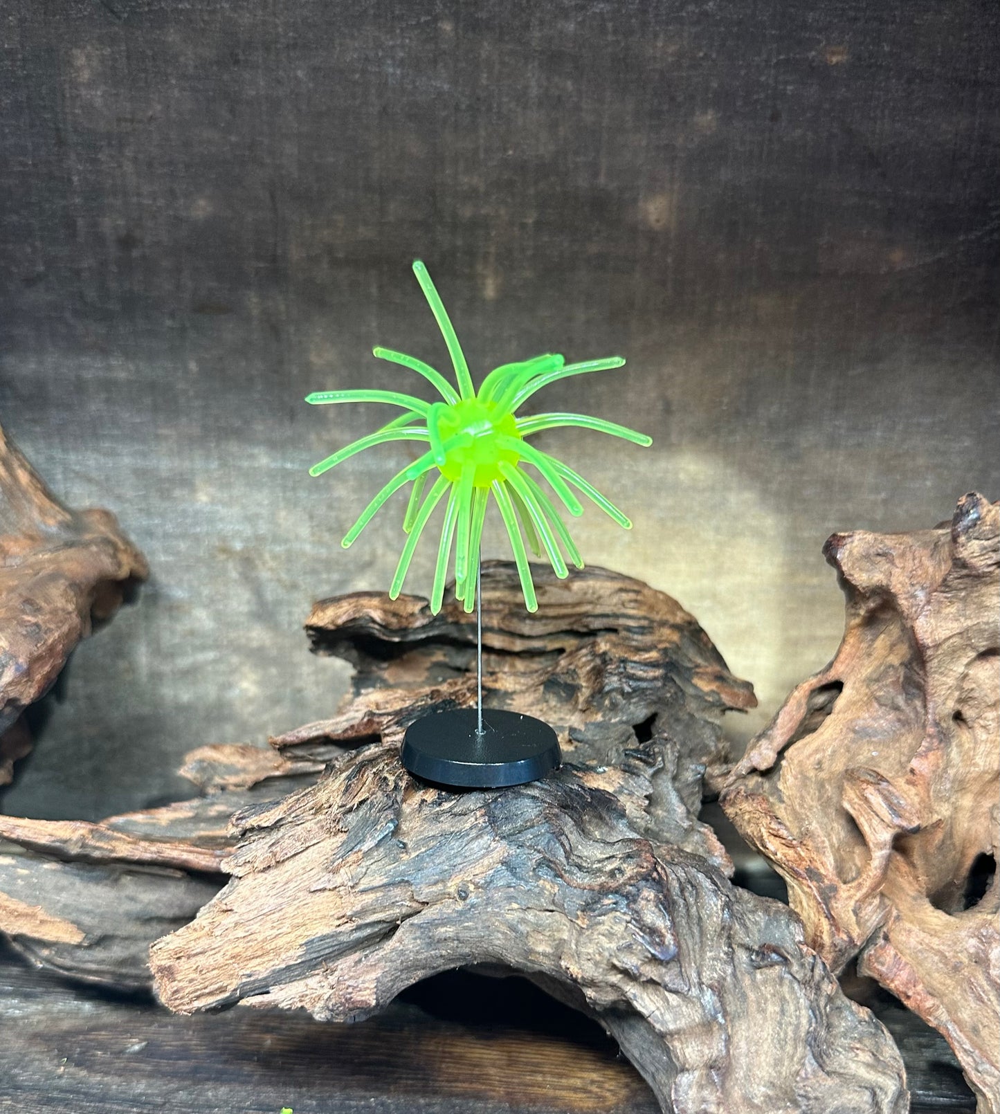 2.5” Fuzzy Urchin 5/8” Body