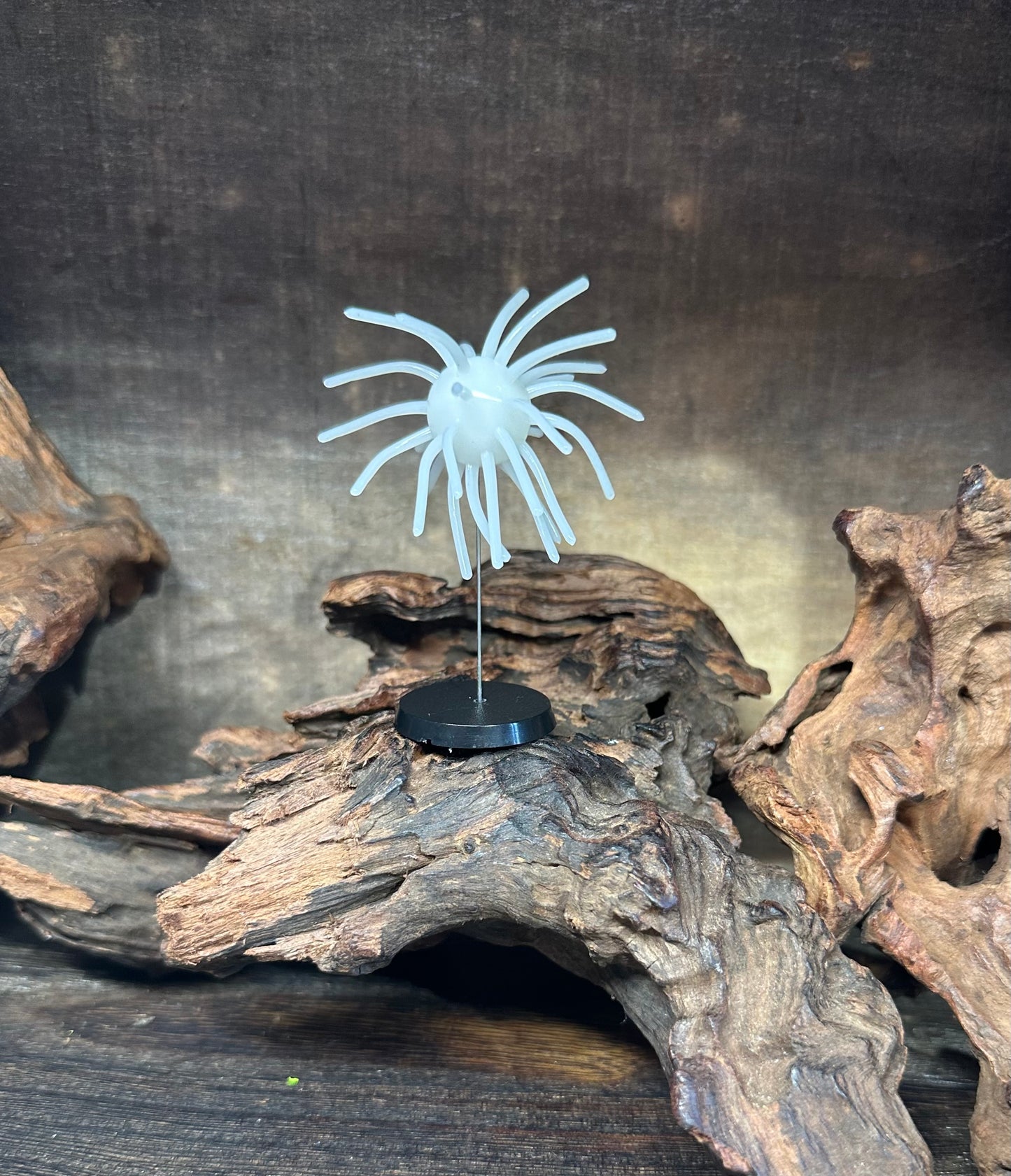 2.5” Fuzzy Urchin 3/4” Body